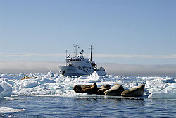 ���� (Odobenus rosmarus) �������