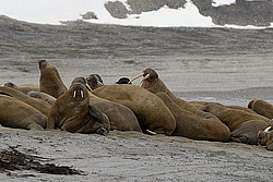 ���� (Odobenus rosmarus) �������