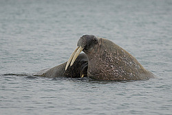 ���� (Odobenus rosmarus) �������