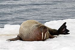 ���� (Odobenus rosmarus) �������
