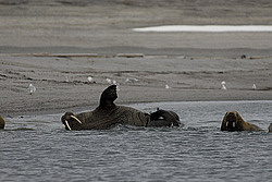 ���� (Odobenus rosmarus) �������