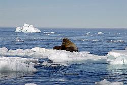 ���� (Odobenus rosmarus) �������