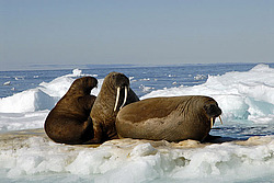���� (Odobenus rosmarus) �������