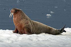 ���� (Odobenus rosmarus) �������