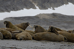 ���� (Odobenus rosmarus) �������