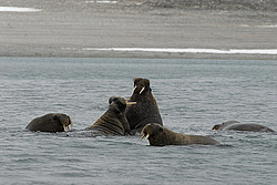 ���� (Odobenus rosmarus) �������