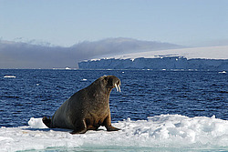 ���� (Odobenus rosmarus) �������