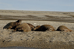 ���� (Odobenus rosmarus) �������