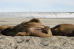 ���� (Odobenus rosmarus) �������