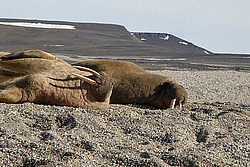���� (Odobenus rosmarus) �������