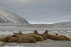 ���� (Odobenus rosmarus) �������