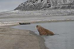 ���� (Odobenus rosmarus) �������