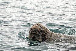 ���� (Odobenus rosmarus) �������