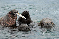 ���� (Odobenus rosmarus) �������