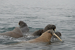 ���� (Odobenus rosmarus) �������