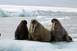 ���� (Odobenus rosmarus) �������