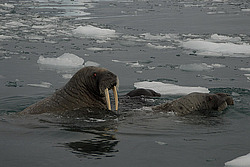 ���� (Odobenus rosmarus) �������