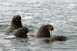 ���� (Odobenus rosmarus) �������