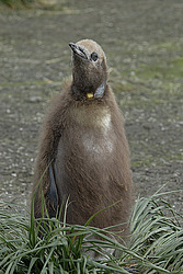 ����������� ������� (Aptenodytes patagonicus)
