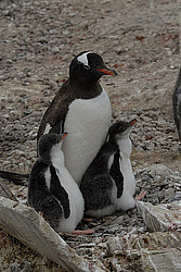 ����������������� ������� (Pygoscelis papua)