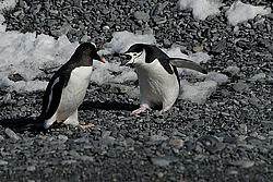 ����������������� ������� (Pygoscelis papua)