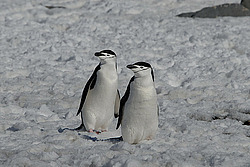 �������������� ������� (Pygoscelis antarctica)