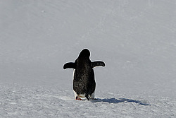 ����������������� ������� (Pygoscelis papua)