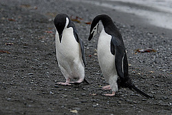 �������������� ������� (Pygoscelis antarctica)