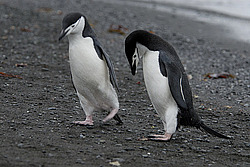 �������������� ������� (Pygoscelis antarctica)