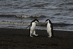 �������������� ������� (Pygoscelis antarctica)