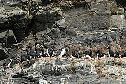 ������������ ����� (Uria lomvia) ���, �������, ������