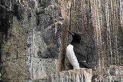������������ ����� (Uria lomvia) ���, �������, ������