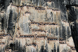 ������������ ����� (Uria lomvia) ���, �������, ������