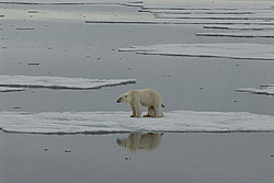 ����� ������� (Ursus maritimus) �������