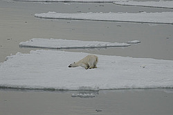 ����� ������� (Ursus maritimus) �������