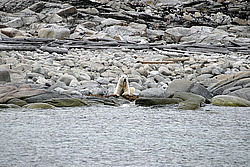 ����� ������� (Ursus maritimus) �������