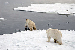 ����� ������� (Ursus maritimus) �������