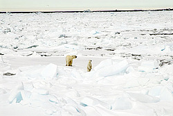����� ������� (Ursus maritimus) �������