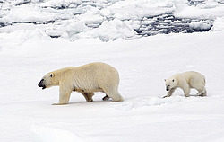 ����� ������� (Ursus maritimus) �������