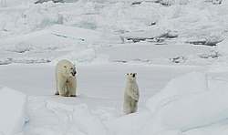 ����� ������� (Ursus maritimus) �������