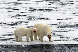 ����� ������� (Ursus maritimus) �������