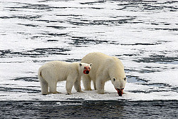 ����� ������� (Ursus maritimus) �������