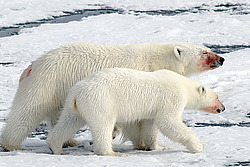 ����� ������� (Ursus maritimus) �������