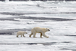 ����� ������� (Ursus maritimus) �������