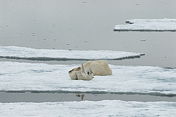 ����� ������� (Ursus maritimus) �������