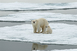 ����� ������� (Ursus maritimus) �������