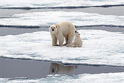 ����� ������� (Ursus maritimus) �������