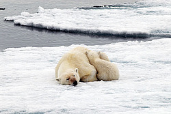 ����� ������� (Ursus maritimus) �������
