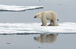 ����� ������� (Ursus maritimus) �������