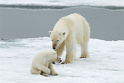 ����� ������� (Ursus maritimus) �������